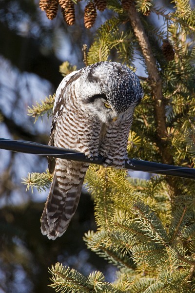 IMG_6683c.jpg - Northern Hawk-Owl (Surnia ulula)